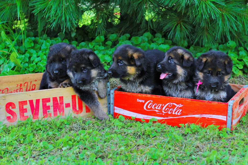 The 2016 Litter